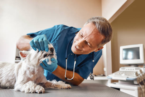 Best Emergency Dentist for Special Needs Patients in Jasper, FL